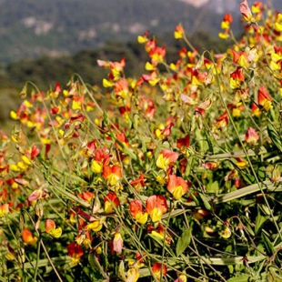 Lathyrus belinensis